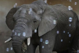 Warsaw zoo to give medical marijuana to stressed elephants