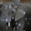 Warsaw zoo to give medical marijuana to stressed elephants