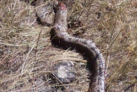 Armenian gampr dogs save shepherd's life, die from snake bites