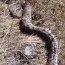 Շիրակում գամփռները կյանքի գնով պաշտպանել են տիրոջն օձի խայթոցից