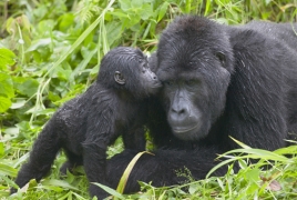 Baby boom for endangered mountain gorillas in Uganda