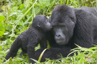 baby-boom-for-endangered-mountain-gorillas-in-uganda-panarmenian-net