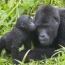 Baby boom for endangered mountain gorillas in Uganda