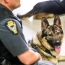 Ամերիկացի 10-ամյա տղան $315,000 է հավաքել` ոստիկան-շների համար զրահաբաճկոններ գնելու