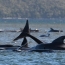 В Австралии 270 китов выбросились на берег