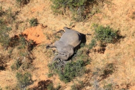 Scientists explain death of over 330 elephants in Botswana