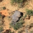 Scientists explain death of over 330 elephants in Botswana