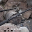 Amnesty Int.: По жилым домам Степанакерта стреляют запрещенными кассетными снарядами израильского производства