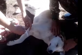 Ինչպես են հայ զինվորները վիրակապում վիրավոր շանը (Վիդեո)