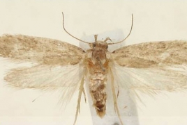 Scientists discover new moth species in Armenia