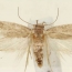 В Армении обнаружен неизвестный науке вид насекомых