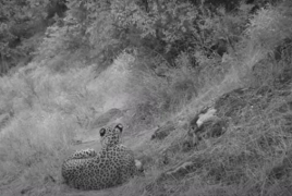 Caucasian leopard spotted in Armenia again