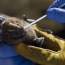 Scientists focus on bats for clues to prevent next pandemic
