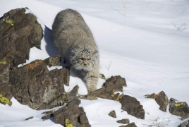 Manul spotted in Armenia for the first time in 100 years