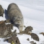 Manul spotted in Armenia for the first time in 100 years
