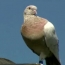 Австралийского голубя Джо не убьют: Он оказался местным, а не нелегалом