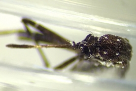 BBC:  The new mosquito bringing disease to North America