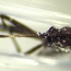 BBC:  The new mosquito bringing disease to North America