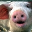 Researchers: Pigs can be trained to use computer joysticks