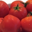 В РФ обнаружили томатную моль в 17 тоннах помидоров из Азербайджана