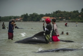 Dozens of pilot whales stranded in Indonesia die