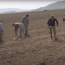 Карабахцы приступили к посадке винограда на очищенных саперами полях