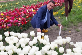 New type of tulip in the Netherlands named after Mount Aragats