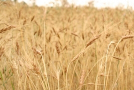 Azerbaijani forces deliberately setting fire to Armenian wheat fields