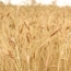 Глава общины: Азербайджанцы намеренно подожгли пшеничные поля армянского Агарака
