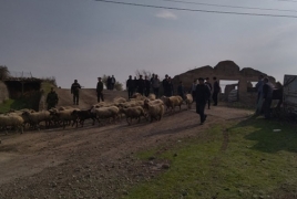 Ադրբեջանցիները վերադարձել են Կոռնիձորի բնակչին պատկանող 106 գլուխ ոչխարը