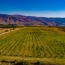 World's highest mountain organic vineyard founded in Armenia