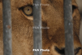 В Ереванском зоопарке родились львенок, муфлоны и пони