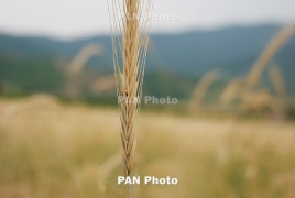 Armenia expects no grain deficit; Russia's grain exports ban lifted