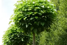 Երևանում եզակի ծառեր և թփեր կտնկվեն