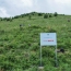 Լոռիում Վիվա-ՄՏՍ-ի աջակցությամբ 20,000 ծառ է մուլչապատվել. Գործընկերություն՝ ՀՀ անտառածածկույթն ավելացնելու համար