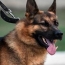 РФ подарила Армении двух служебных собак и два скоростных патрульных катера
