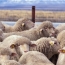 Азербайджанцы вернули похищенных с армянского пастбища овец