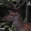 IDBank, Dalma team up for Caucasian Deer Reintroduction Program