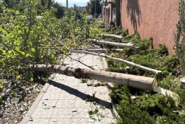 Դավթաշենում քաղաքացին 45 բարդի է հատել` դեռևս անհայտ հանգամանքներում