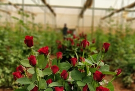 Հոլանդական վարդեր աճեցնող ընկերությունը Կոտայքում նոր ջերմատուն կկառուցի․ 7.5 մլրդ դրամի ներդրում կարվի