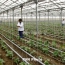 Экспорт тепличной продукции из Армении достиг $118,5 млн в 2024 году