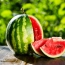 Armenia rejects 213 tons of watermelon over nitrates