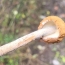 Редкий вид гриба battarrea phalloides вновь обнаружен в Армении