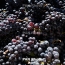 Armenia offers state guarantee for grape procurement loans