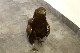 ՀՀ Կարմիր գրքում գրանցված արծիվը բուժման նպատակով տեղափոխվել է կենդանաբանական այգի