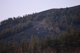 В дилижанском заповеднике возбуждено уголовное дело по факту пожаров