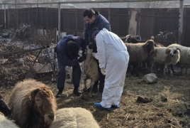 ՍԱՏՄ. Մանր եղջերավորների ժանտախտի հետազոտման նպատակով մեկնարկել է արյունառման գործընթացը