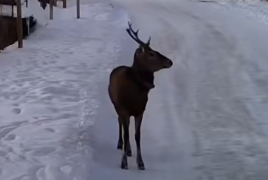 Ազնվացեղ եղջերուները զբոսնում են Լոռու մարզի բնակավայրերից մեկում․ ՇՄՆ-ն կոչ է արել չմոտենալ և  չվնասել