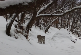 Ֆոտոթակարդները ֆիքսել են «Խոսրովի անտառում» զբոսնող լուսանի