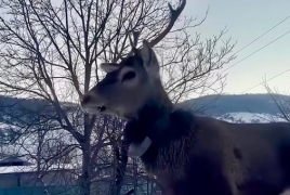 Լոռու մարզում նկատված ազնվացեղ եղջերուն վերադարձվել է «Դիլիջան» ազգային պարկ